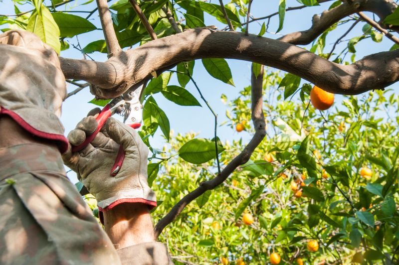 Contact About Citrus Tree Pruning