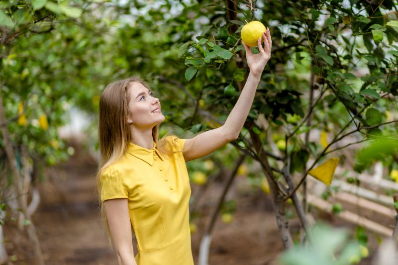 Citrus Tree Pruning