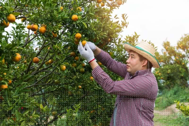 Citrus Tree Pruning