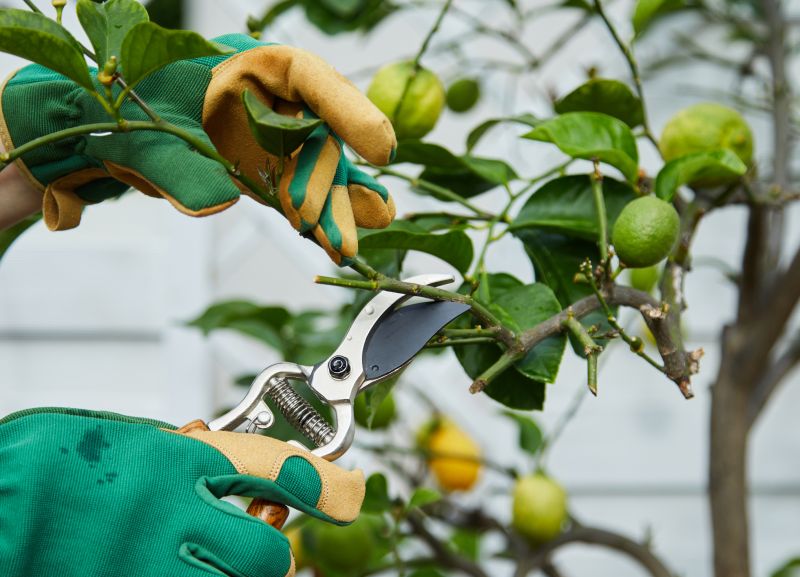 Spring Pruning Benefits