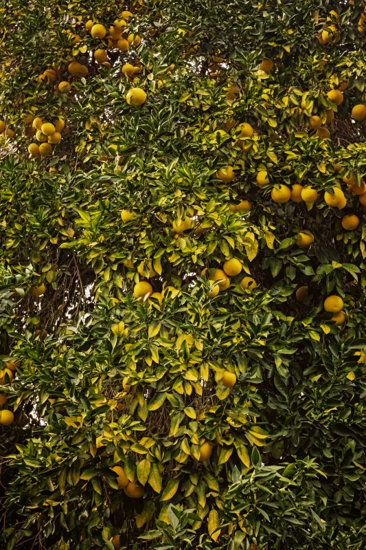 Citrus Fruit Harvest