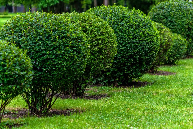 Pruning Mature Shrubs