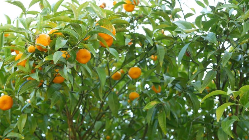 Healthy Citrus Trees